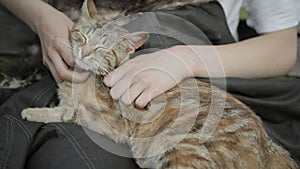 Girl stroking cat