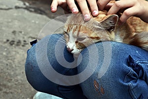 Girl stroking a cat. The girl picked up a homeless cat. Orphan with a cat