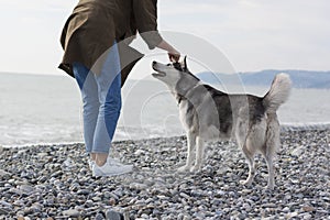 Girl stroking a dog hand on the background of the sea landscape