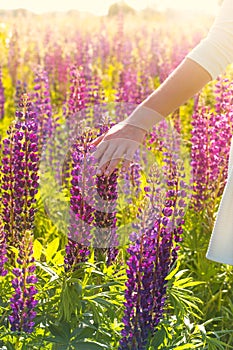 The girl is stroking the flowers in the rays of sunset