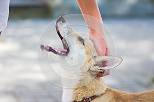 Girl stroking her favorite dog. People and animals_