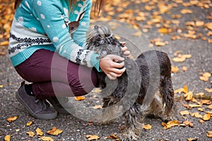 A girl is stroking a little dog. On the street.