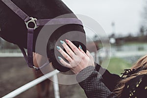 Girl stroking nose of a big brown horse