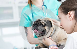 Girl stroking pug at hospital