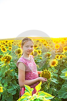 A girl among sunflowers in a field on a summer evening