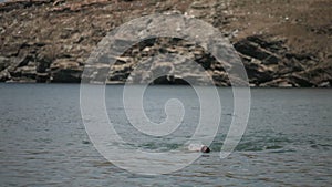 Girl swims in lake.