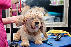 A girl takes care of the hair of an American Cocker spaniel in a grooming salon