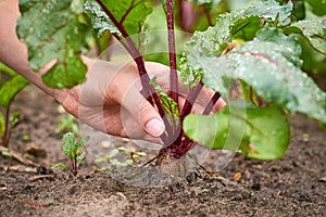 Girl takes out red beets from ground with her hands, healthy food concept