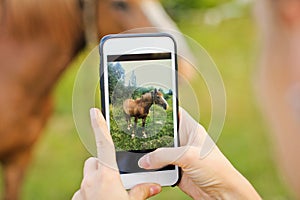 A girl takes pictures on the phone. Beautiful horse in the garden