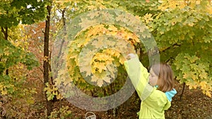 Girl tears yellow leaves from a tree