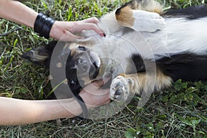 Girl tickles a mongrel, who lies on his back on the grass