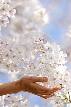 Girl to hold the cherry blossom in a hand.