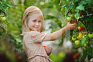 Girl and tomato harvest