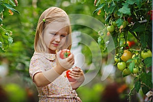 Girl and tomato harvest