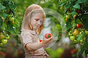 Girl and tomato harvest
