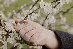 Girl touches branch of blossoming fruit tree with hand.