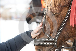 The girl touches the face of the horse with his hand. hild`s hand strokes a horse`s face in a bridle