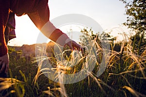 the girl touches the grass while walking in the meadows