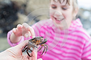 Young Girl Touching Crab Found In Rockpool On Beach photo