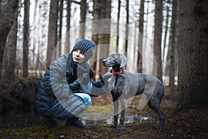 Girl training beautiful dog blue Weimaraner breed  outdoors, dog listens to the command and looks into the distance