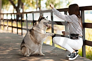 The girl trains the dog to give a paw. Obedient husky, spending time with your pet