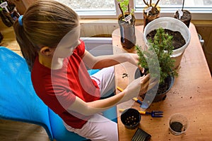 A girl transplants a spruce seedling at a table by the window, top view