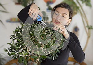 Girl trimming olive tree bonsai