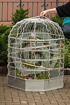 Girl trying to lift a huge  cage for birds