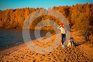 Girl with two border collie dog on beach at seaside. autumn yellow forest on background