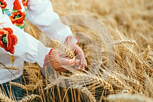 A girl in Ukrainian embroidery holds ears of wheat in her hands, the concept of harvesting