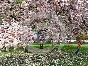 Girl under magnolia tree