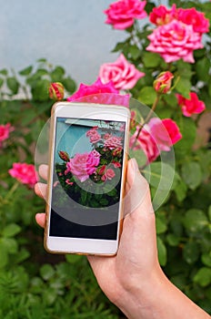 Girl using smart phone for a rose