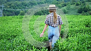 A girl walk or play in tea farm, selective focus, cheer up, fresh.