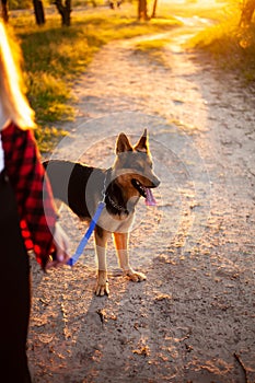 Girl walking a dog photo