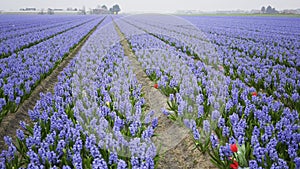 Girl is walking through a field of hyacinth