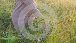 Girl walking in field stroking spikelets of wheat with hand, young woman enjoying summer nature at sunset, concept of harmony man