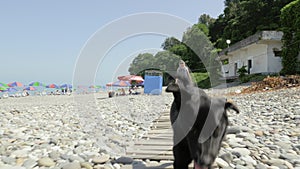 Girl walking with the funny small dog on the beach. Batumi, Georgia