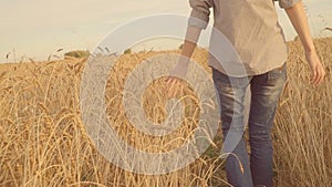 Girl walking in golden field, touching ears of wheat. Farmer, harvesting. Slomo