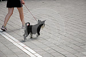 Girl walking with her pet