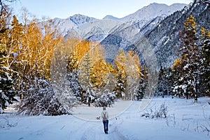 Girl walking on path in snowy winter mountains with softwood forest