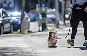 Girl walking small shaggy terier dog on city street