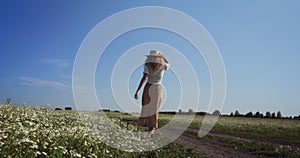 The girl walks through the chamomile field