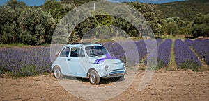 car in walks in a field of lavender. View from the back o