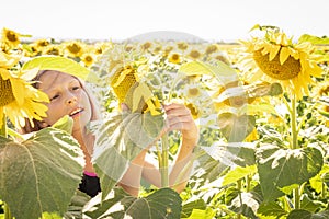 The girl walks to the field with yellow sunflowers, looks into the flowers.
