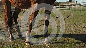 Girl watering a horse from a hose 4k