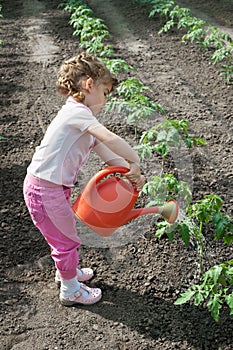 Girl watering Seedling Tomato