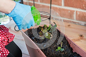 Girl watering strawberries in a pot