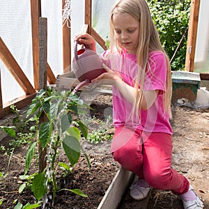 Girl Watering The Tomato Plants