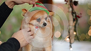 Girl Wears A Santa Hat On A Cute Dog. Merry Christmas Concept. Good Mood. Christmas Market.