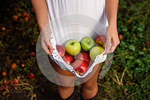 Girl with white dress and apples in orchard